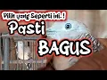 Download Lagu Sangat Mudah Memilih Perkutut yang Bagus dari ombyokan. Berikut bentuk Perkutut Lokal yang Bagus