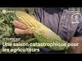 Download Lagu Sécheresse : une saison catastrophique pour les agriculteurs au Canada