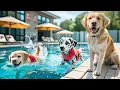 Download Lagu Bullied for Not Swimming, Mama Dog Comforts and Registers Puppy for Swimming Lessons 💕 🏊‍♀️ #ai