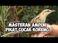 Download Lagu cucak koreng gacor masteran pikat burung ampuh suaranya mengerikan kompilasi suara pikat