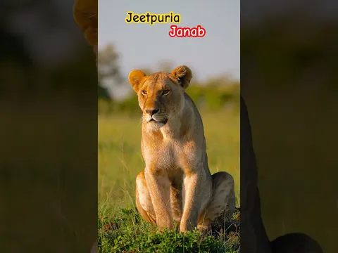 Lion 🦁 #wildlife #animallife #lion #animals #tigerspotted #leopard #youtubeshorts #lion #foryou