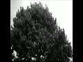 Ramirez - 2 Step Stevie (Chopped And Slowed)