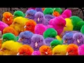 Download Lagu Menangkap Ayam Warna, ayam lucu, ayam warna warni, bebek lucu, kelinci lucu, hewan lucu