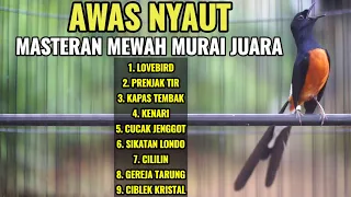 100 ampuh memancing bongkar isian dengan suara murai batu full tembakan ini