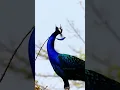 Download Lagu Suara burung merak yang merdu  #animalsounds #shorts #birds