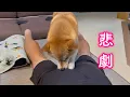Download Lagu A Shiba Inu imitating its mother in giving massages gets out of control and causes a terrible sit...