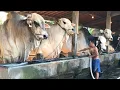 Download Lagu PERAWATAN SAPI QURBAN JUMBO di KANDANG SETIA FARM