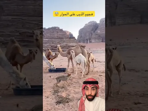 الذيب يحاول الهجوم على الناقه 😨 #عامر_التميمي #اكسبلور