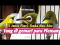 Download Lagu 3 Jenis Pleci Abu Abu yang sering juara dan di gemari para pleci mania