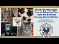 Meet Your New Best Friend Adoption Tips From the Sonoma County Animal Shelter