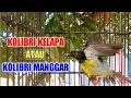 Lagu Burung kolibri kelapa | manggar gacor cari lawan agar cepat gacor