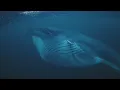 Fin Whales Devouring Herring - arctic-freediving com