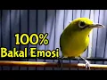 Download Lagu Ciak Ciak Kecial Kuning Menaikan Birahi Jantan Sekaligus Memancing Emosi Lawan (6/11/20)