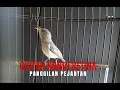 Download Lagu Suara Cuitan Konin Betina Paling Ampuh untuk Memancing Pejantan .