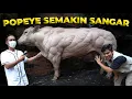 Lagu DATENGIN STYLIST DARI GARUT UNTUK CUKUR RAMBUT SAPI JUMBO!