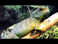 Download Lagu Wonderful Planet Earth: Beautiful Animals \u0026 Nature Scenery ~ Calming Music for Relaxation