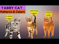 Tabby Cat Common Patterns and Colors