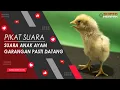 Download Lagu MASTER SUARA ANAK AYAM UNTUK PIKAT GARANGAN - DURASI 30 MENIT JEDA 10 DETIK