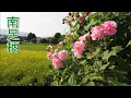 Download Lagu Blooming Cotton rosemallow in the rice fields. The color of flowers change pink from white. 南足柄 #4K