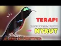 Download Lagu TERAPI Konin GACOR Full Isian❗Pancingan KONIN Agar BUNYI - Kolibri NINJA Gacor || Eps 145