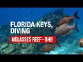 Key Largo Florida Diving - The Molasses Reef