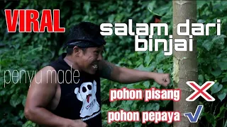 Download SALAM DARI BINJAI !!! PUKUL POHON PEPAYA, ADA PENGHUNINYA. MP3