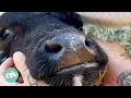 Calf Nuzzles Volunteers And Kicks His Legs After Finding Mom Cuddle Farm