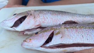 Fresh 🎣RED SNAPPER 🇬🇩caught by locals.