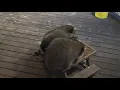 THREE BABY RACCOONS AND MOMMA
