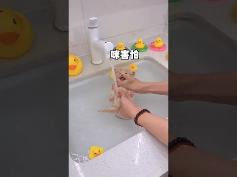 这次终于找到一个适合的游泳圈了 #小奶猫的成长日记 #万物可爱计划