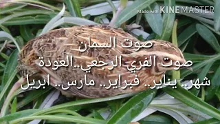 صوت السمان الفري الرجعي دندنها