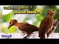 Download Lagu TEMBAKAN SEREM...? PELATUK KIJANG ||  suara bersih ngerol panjang