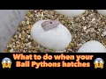 My BALL PYTHONS are HATCHING - WHAT NOW