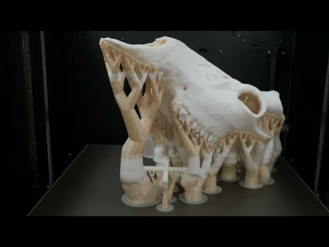 White-tailed Deer Skull - Multi-Part video thumbnail