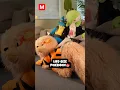 Life Size Pokemon Plushies - Gardevoir Arcanine Lucario