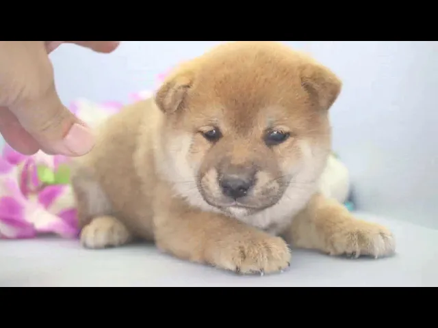 動画