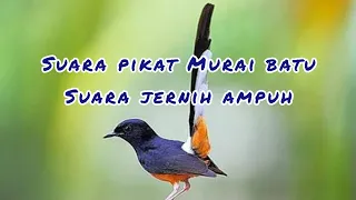 Download Pikat Burung Murai Batu Suara Jernih Bikin Lawan Nyambar MP3