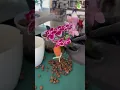 Orchids Repotting to CLAY PEBBLES #orchids #thegreenearth #plants