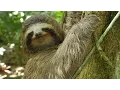 Three-toed Sloth The Slowest Mammal On Earth Nature on PBS