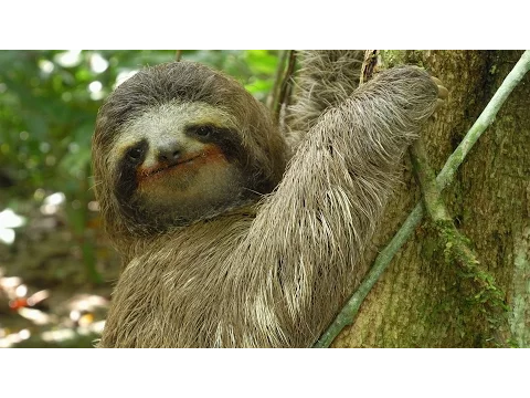 Download MP3 Three-toed Sloth: The Slowest Mammal On Earth | Nature on PBS