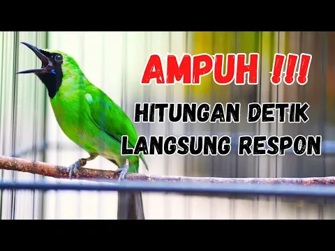 Download MP3 Langsung Mau Jamtrok !! Cucak Ijo Gacor Full Isian Tembakan, Ampuh Untuk Pancingan Cucak Ijo Lomba!