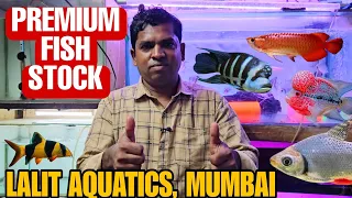 premium exotic aquarium fish stock at lalit aquatics in mumbai