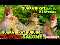 Download Lagu SUARA PIKAT BURUNG CICI MERAH AMPUH ||SUARA BURUNG SALOME