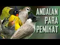 Download Lagu Suara Pikat Burung andalan para PEMIKAT | Dijamin nempel semua