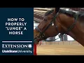 Download Lagu Lunging for Beginning Horse Owners