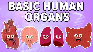 All About The Basic Human Organs! | KLT Anatomy