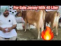 Download Lagu Top Quality Jersey \u0026 H.F Cow For Sale |Milk 40-50 Liter |Price 1लाख 50 हज़ार |Shri krishn Dairy Farm