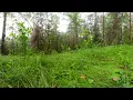 Summer forest after rain. Birdsong for relaxation and stress relief.