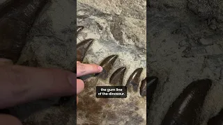 Teen Rex is showing off some incredibly sharp teeth