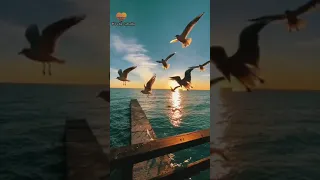 أجمل كلام حب للحبيب كلام من القلب للغالي على القلب 